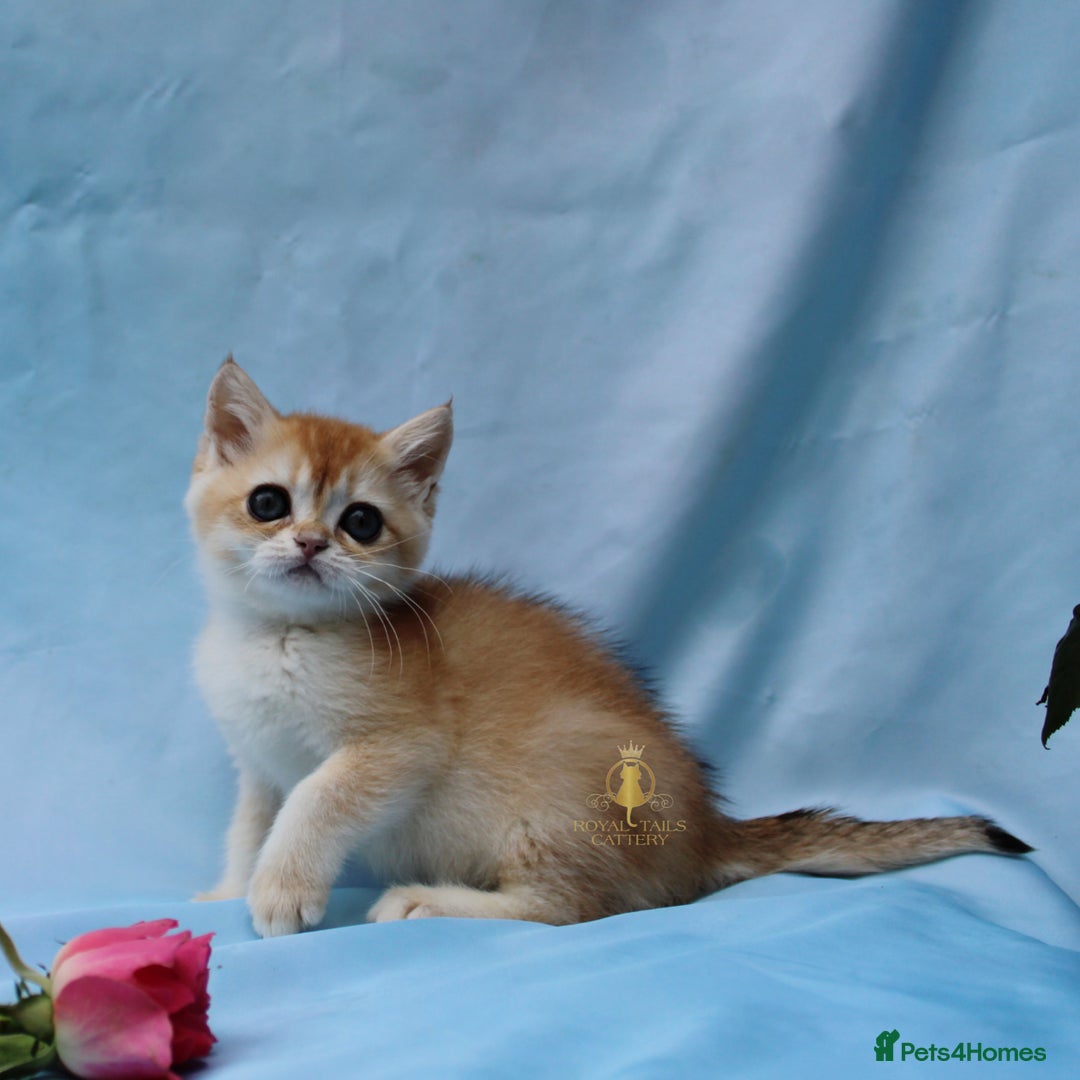 British Longhair cats for sale: British Longhair and Shorthair kittens  - Advert 4