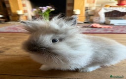 Lionhead rabbits for sale: Male Lionhead needing good home  - Image 1