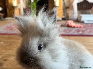 Lionhead rabbits - Advert 1