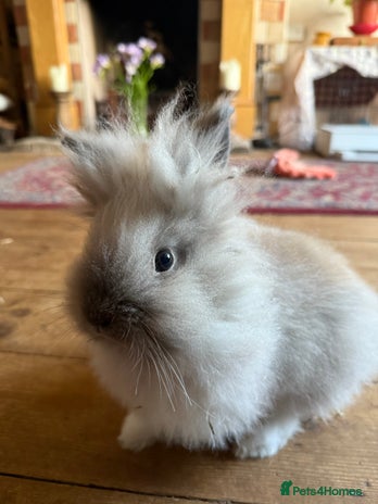 Lionhead rabbits - Advert 5