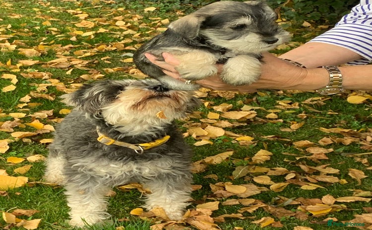 Miniature Schnauzer dogs - Advert 1