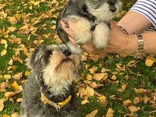 Miniature Schnauzer dogs - Advert 1