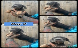 Cane Corso dogs for sale: Cane Corso, Italian mastiff pups  - Image 5