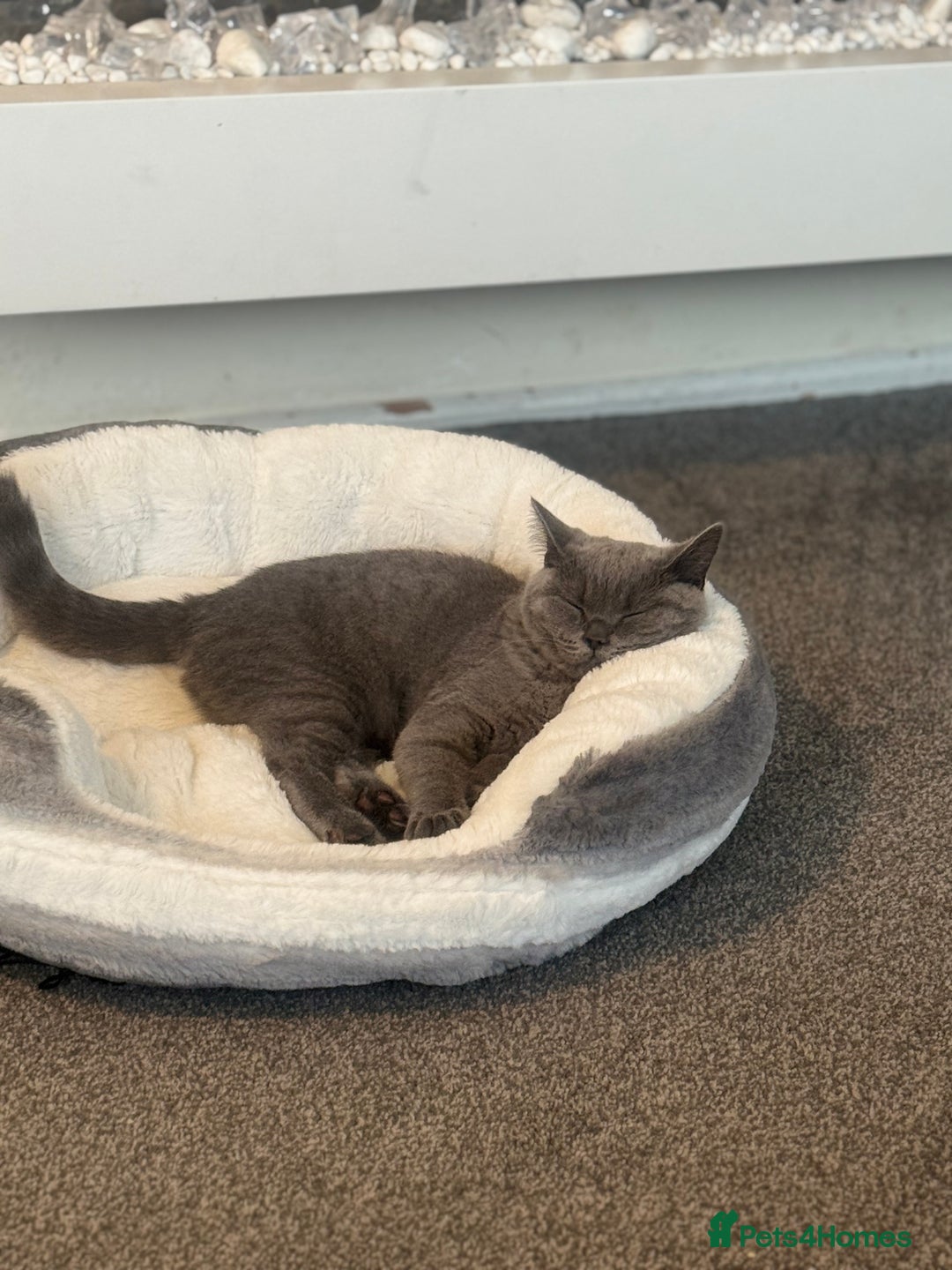 British Shorthair cats for sale: British Shorthair-Female - Image 4