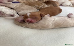 Cockapoo dogs for sale: Cockapoo puppies for sale- extensive DNA tested - Image 12