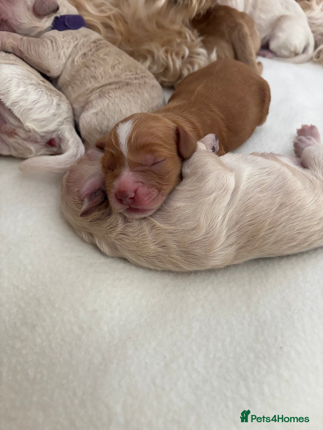 Cockapoo dogs for sale: Cockapoo puppies for sale- extensive DNA tested - Image 12