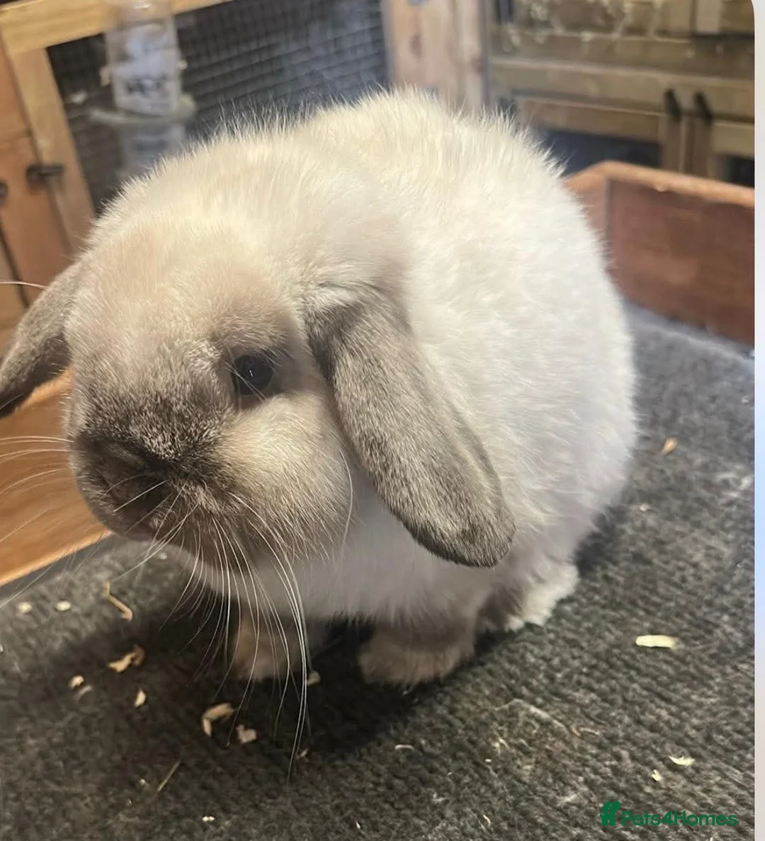 Mini Lop rabbits for sale: 2.x male rabbits  - Advert 4