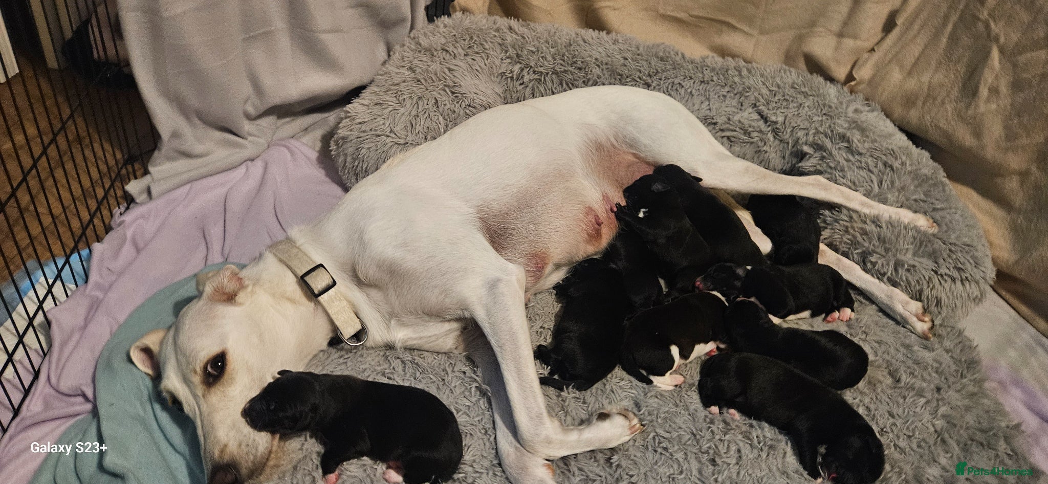 Mixed Breed dogs for sale: Beautiful  puppies - Advert 1