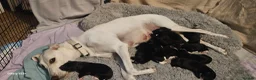 Mixed Breed dogs for sale: Beautiful  puppies in Swindon - Advert 1