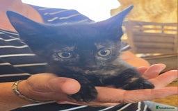 Mixed Breed cats for sale: 3 Female Farm kittens (NOT FERAL) - Image 6