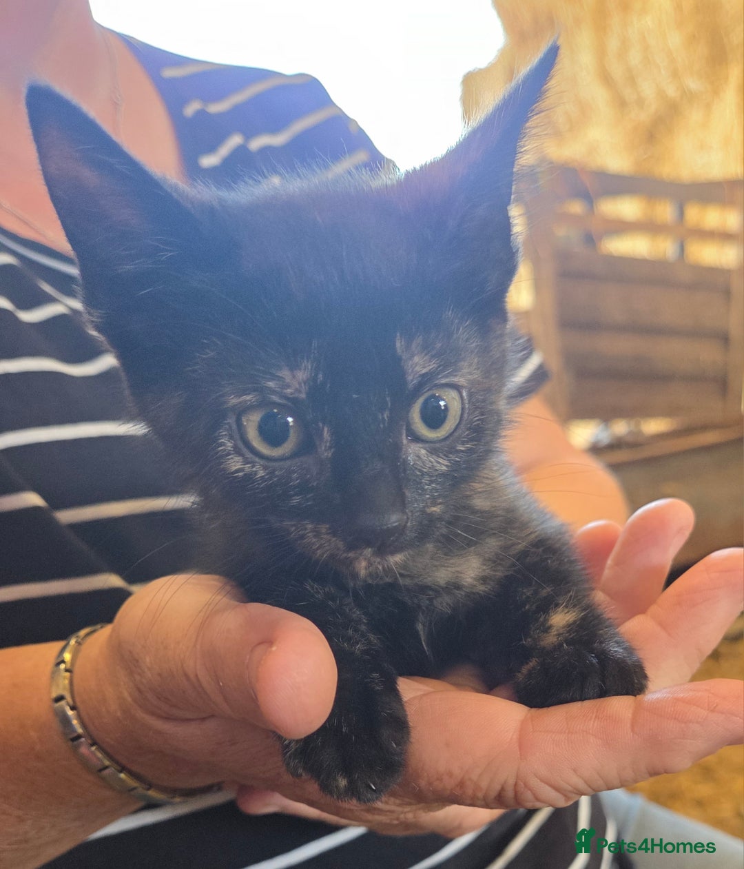 Mixed Breed cats for sale: 3 Female Farm kittens (NOT FERAL) - Image 6