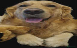 Golden Retriever dogs for sale: Golden retriever puppies - Image 33