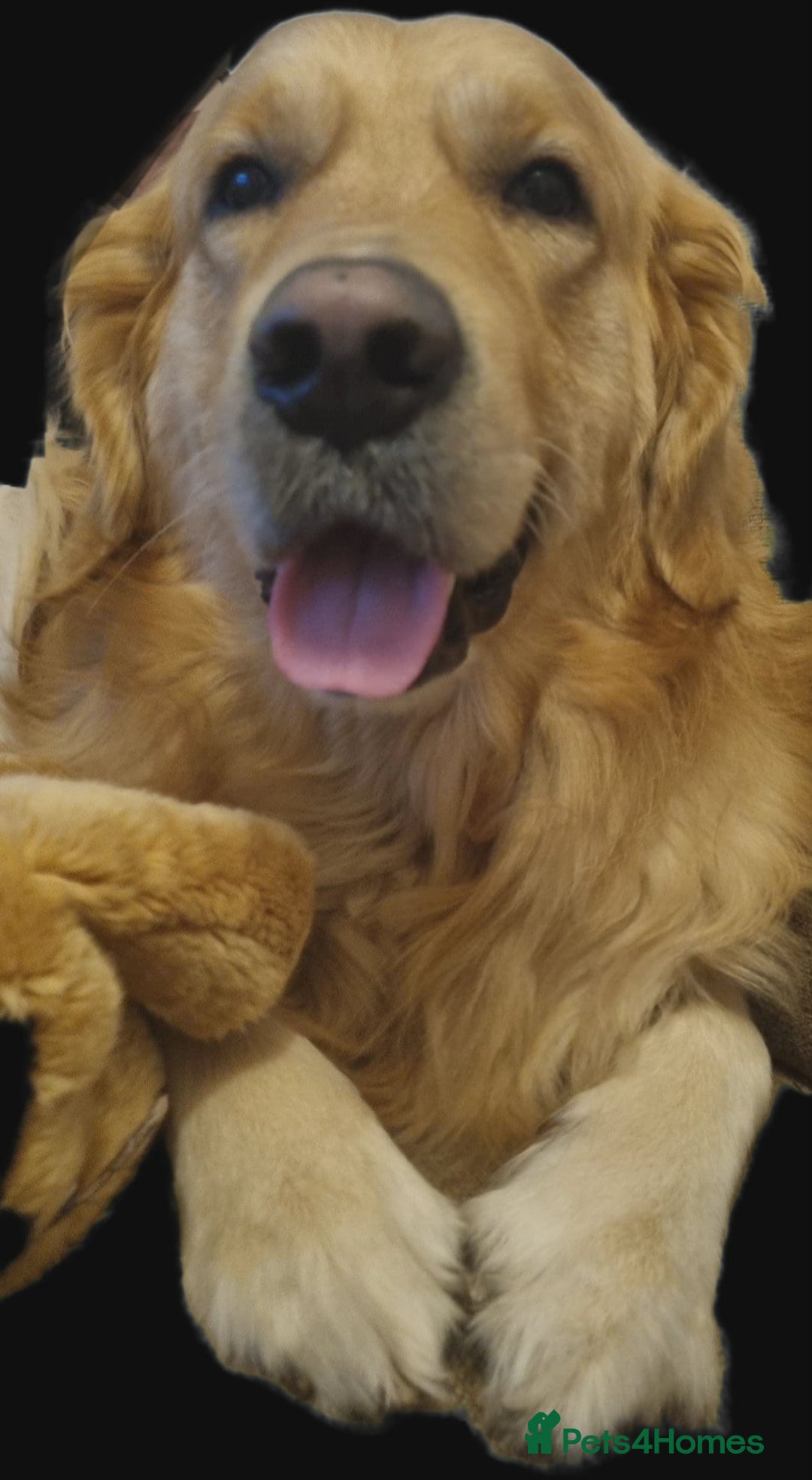 Golden Retriever dogs for sale: Golden retriever puppies - Image 33