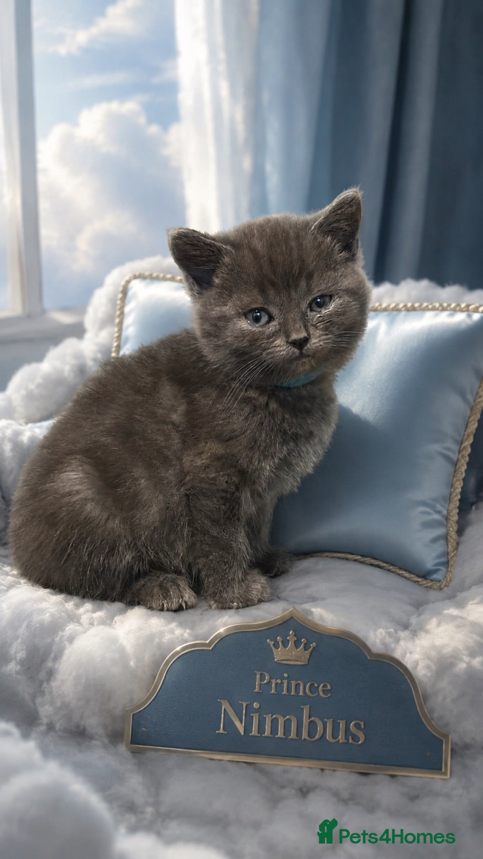 British Shorthair cats BSH kittens Ready Now - Advert 1