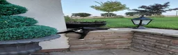 Domestic Shorthair cats for sale: Gorgeous black and white kitten called Jet - Advert 20