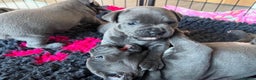 Staffordshire Bull Terrier dogs for sale: KC blue Staffordshire bull terrier puppies  - Advert 9