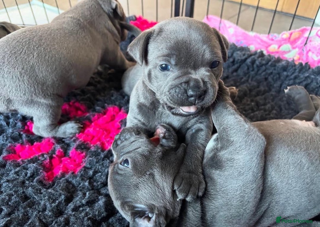 Staffordshire Bull Terrier dogs for sale: KC blue Staffordshire bull terrier puppies  - Advert 9