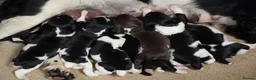 English Springer Spaniel dogs for sale: Beautiful Springer Spaniel Puppies for sale in Honiton - Advert 7