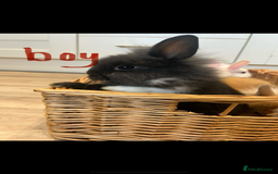 Lionhead rabbits for sale: Beautiful and very friendly baby lionhead bunnies - Image 1