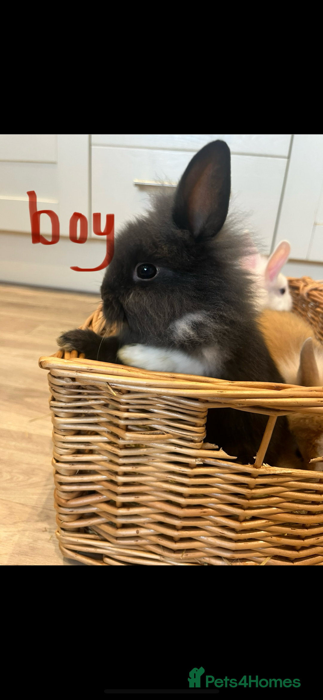 Lionhead rabbits for sale: Beautiful and very friendly baby lionhead bunnies - Image 1