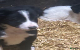 Border Collie dogs for sale: Border Collie Puppies  - Image 5