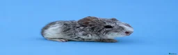 Guinea Pig rodents for sale: Beautiful baby guinea pigs  - Advert 2