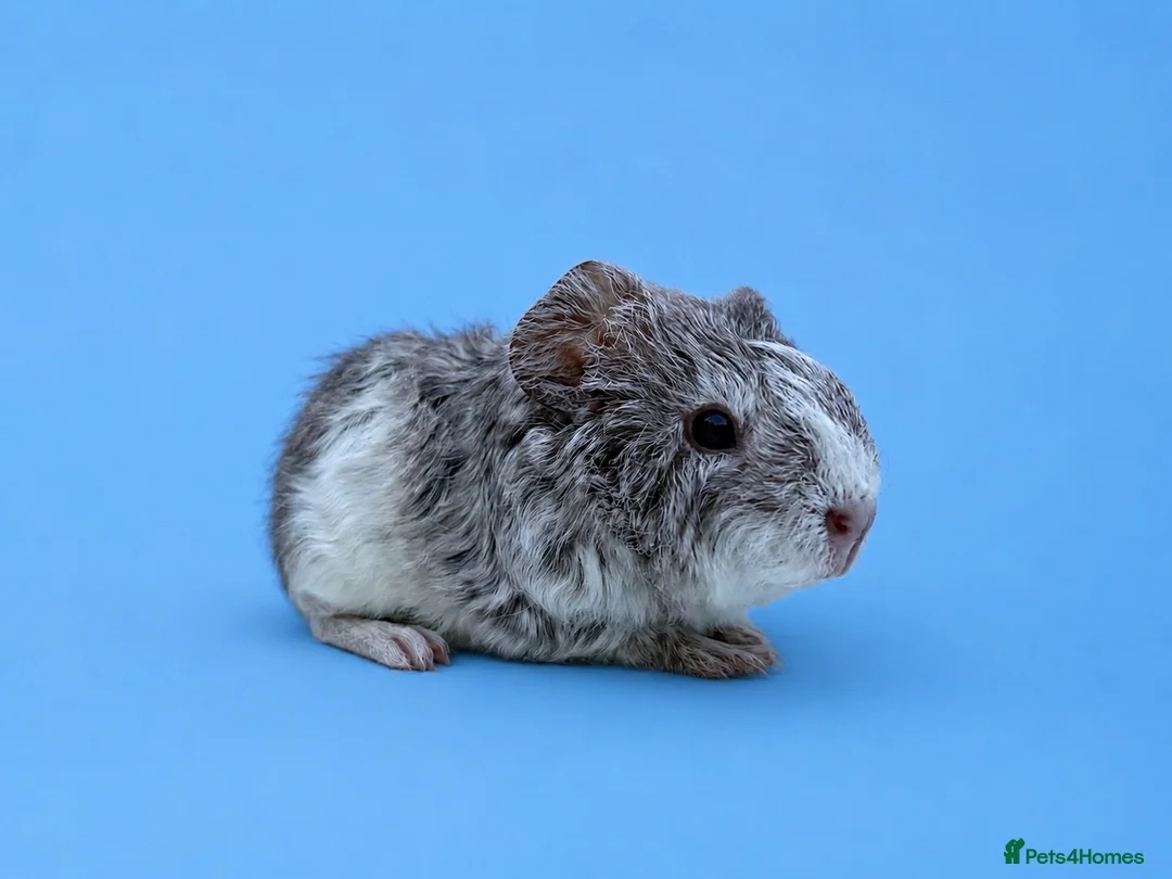 Guinea Pig rodents for sale: Beautiful baby guinea pigs  - Advert 2