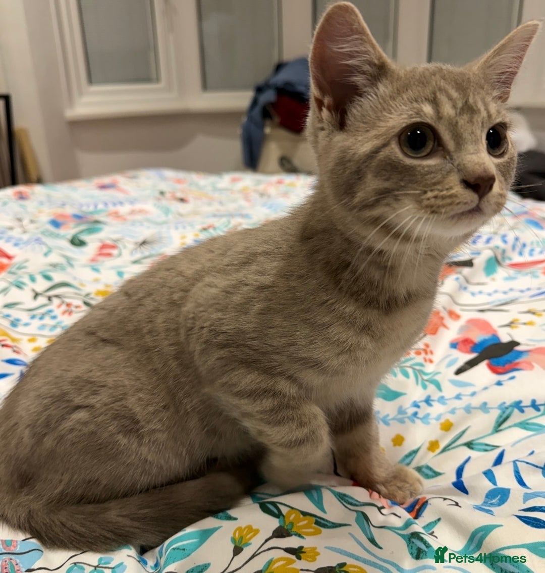 Mixed Breed cats for sale: Stunning, gentle lilac female kitten - Advert 2