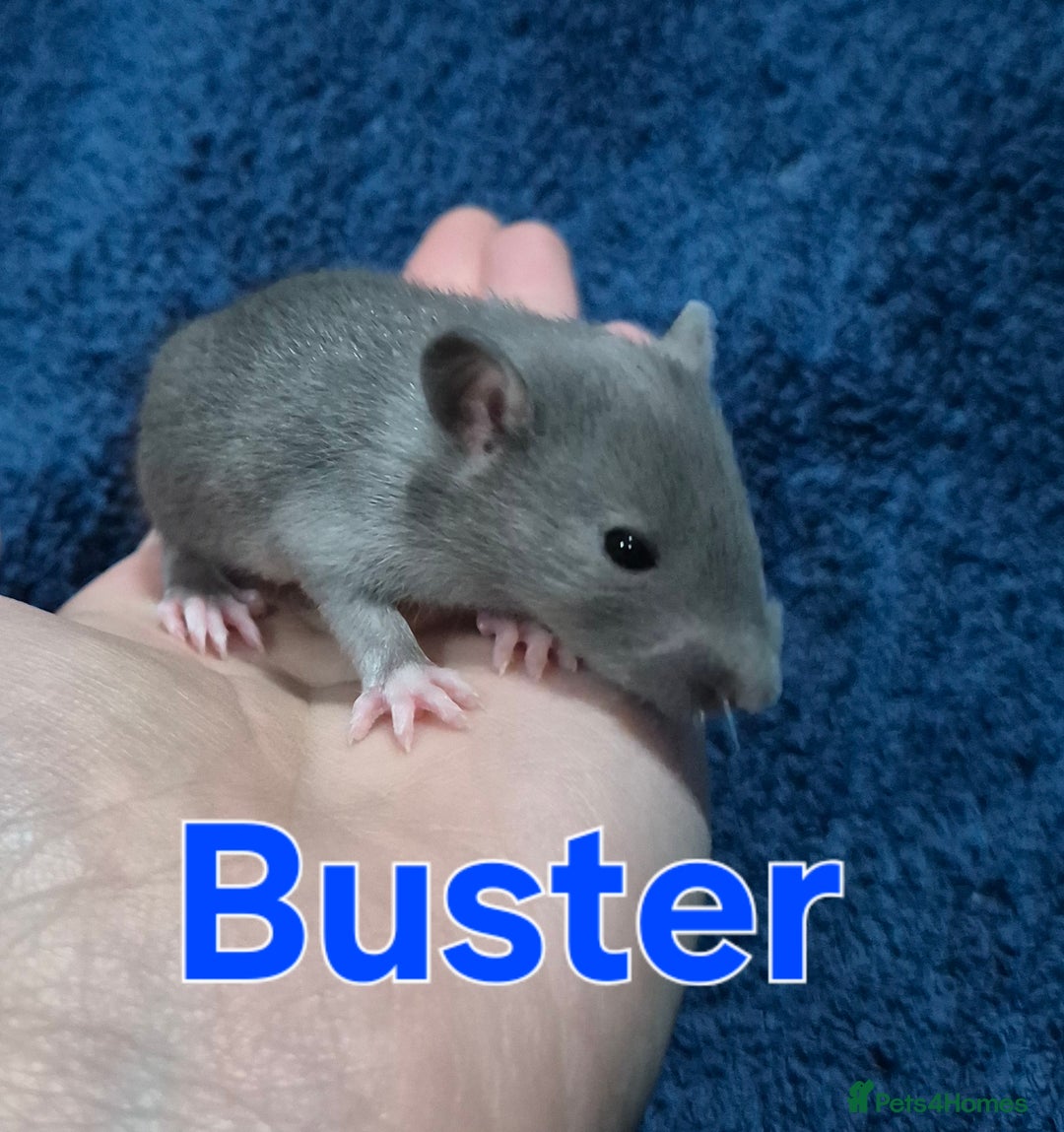 Rat rodents for sale: Healthy Tame Baby Rats - Advert 4