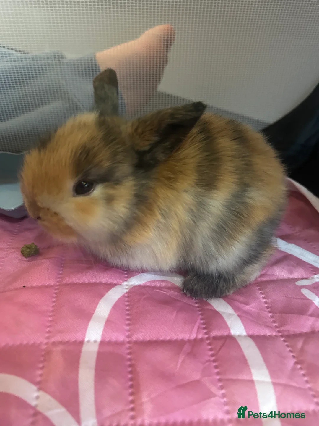 Mini Lop rabbits for sale: Beautiful Mini Lop eared bunnies.  - Advert 2