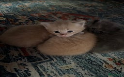 Mixed Breed cats for sale: Beautiful beige and grey kittens - Image 3