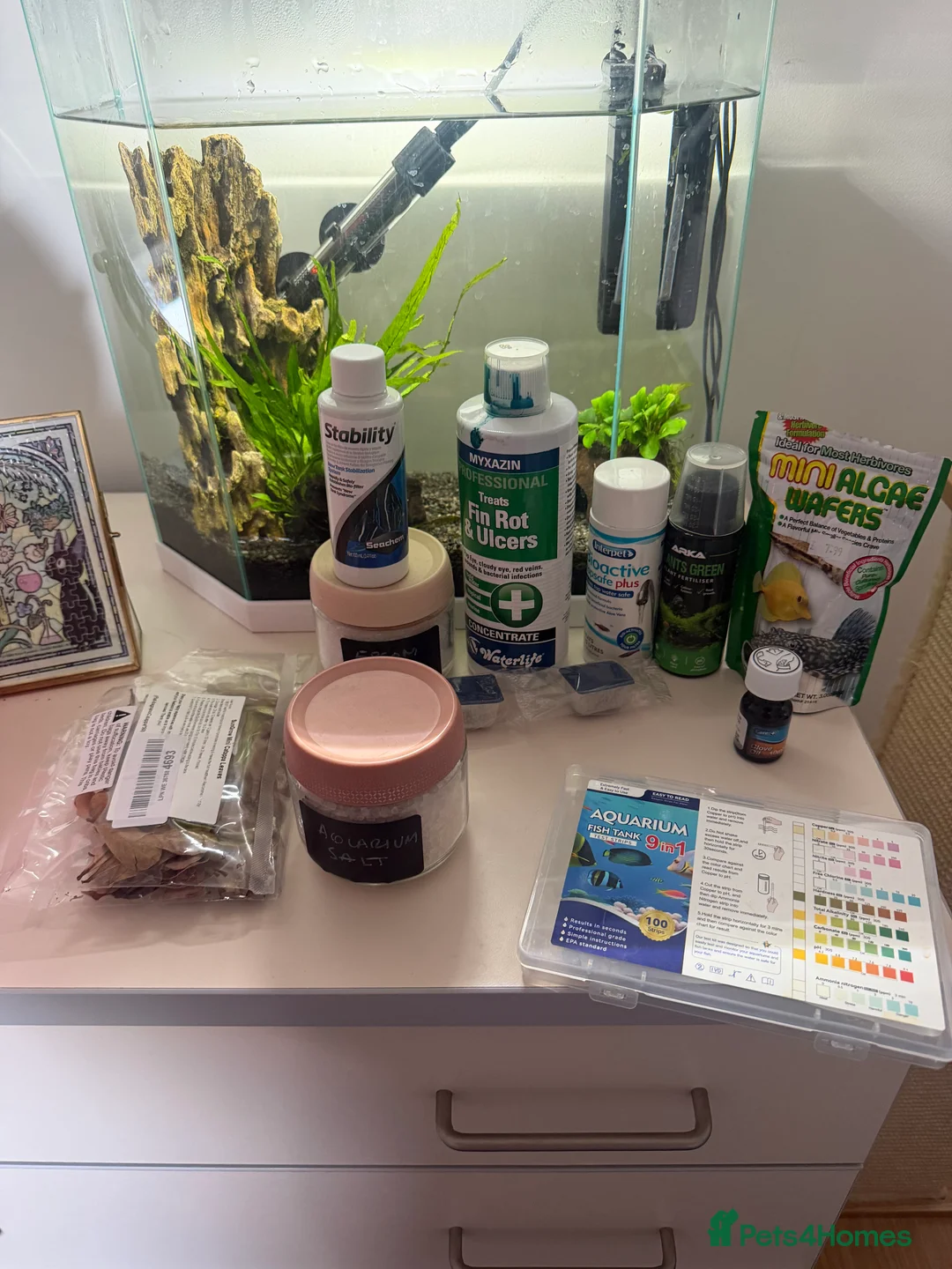 Bettas fish for sale: Fish setup and accessories  in London - Advert 2