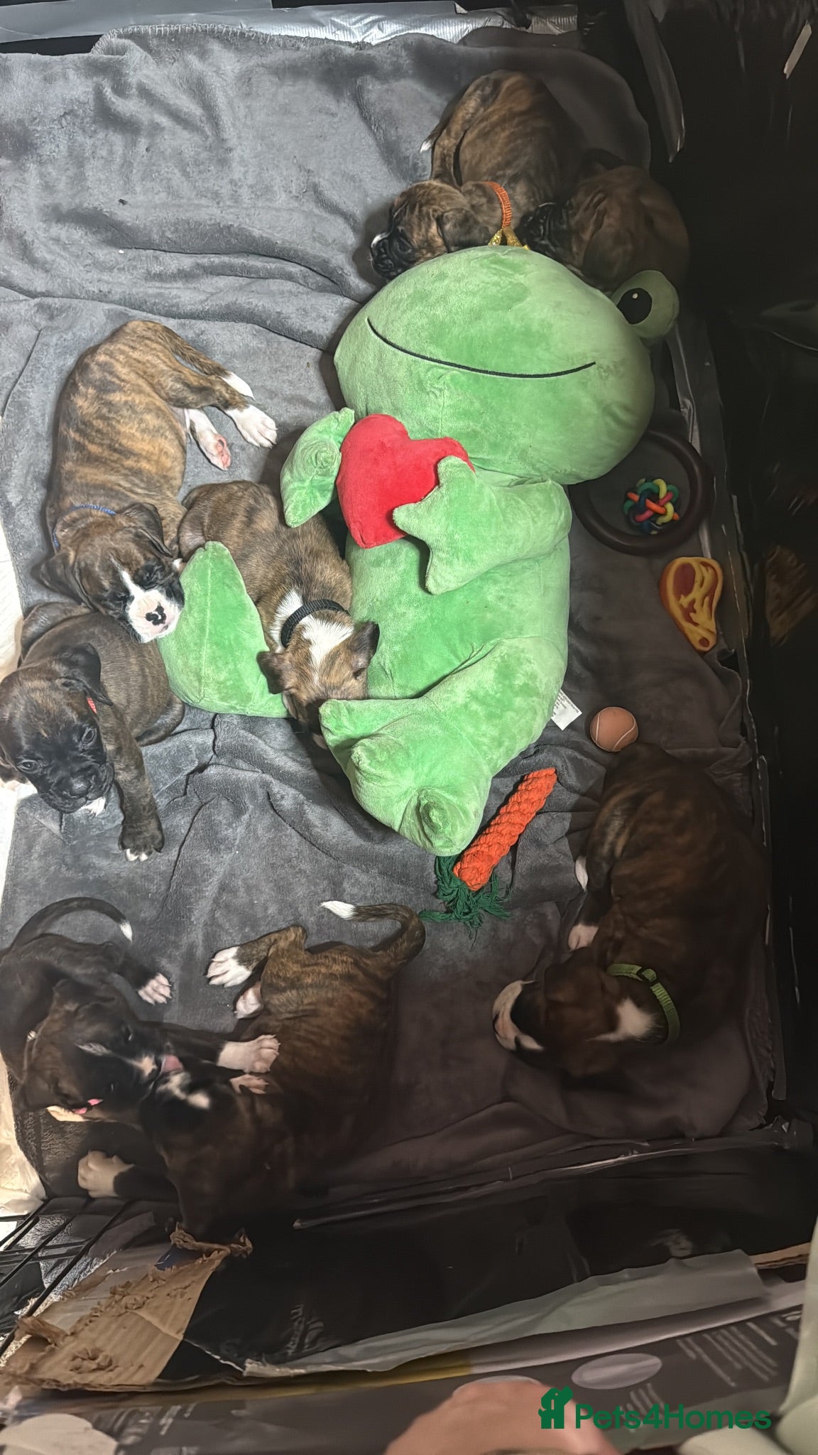 Boxer dogs K.C reg. both parents heart scored 0 - Advert 2