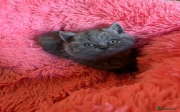 British Shorthair cats for sale: British shorthair kittens lilac/blue - Image 1