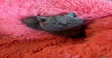 British Shorthair cats - Advert 2