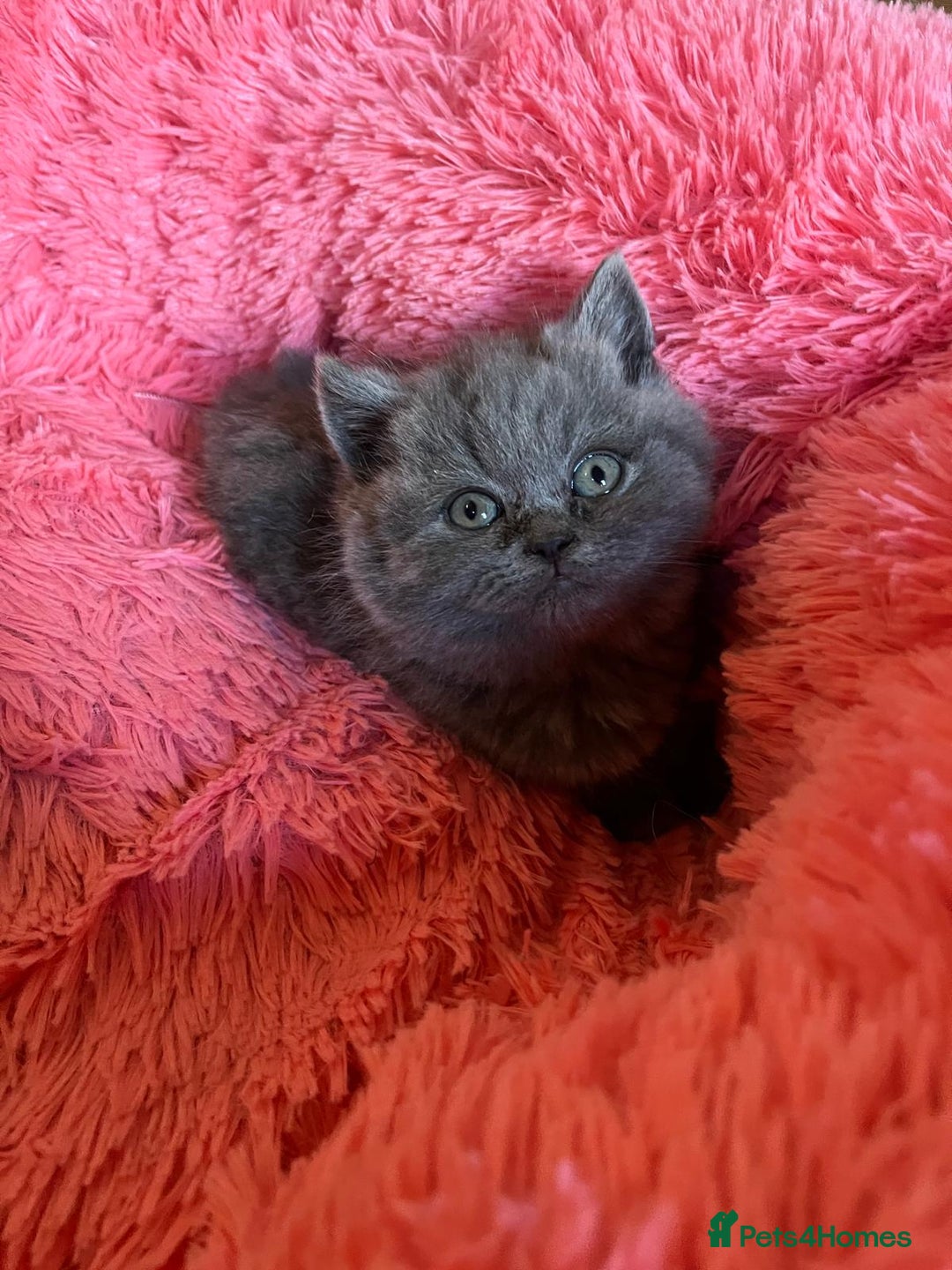 British Shorthair cats for sale: British shorthair kittens lilac/blue - Image 1