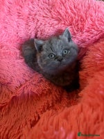 British Shorthair cats - Advert 2