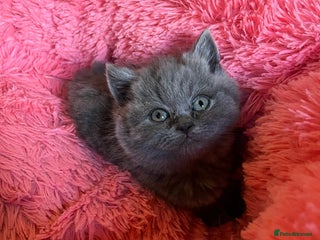 British Shorthair cats - Advert 26