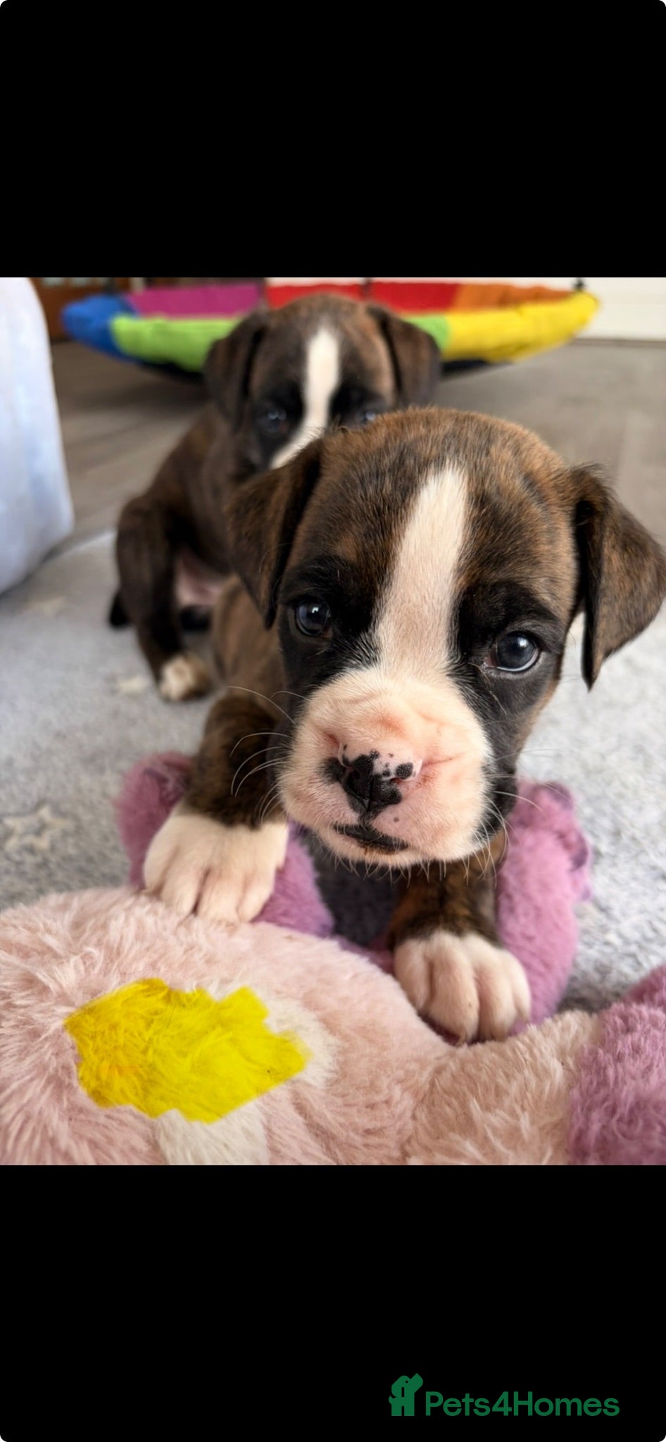 Boxer dogs 9 Beautiful Boxer Puppies - Advert 13