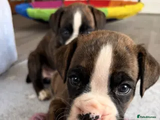 Boxer dogs 9 Beautiful Boxer Puppies - Advert 13
