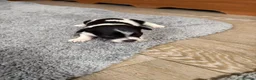 Jack Chi dogs for sale: 6 Adorable Puppies for Sale-4 Black, 2 Blac &White in Stourport-on-Severn - Advert 17