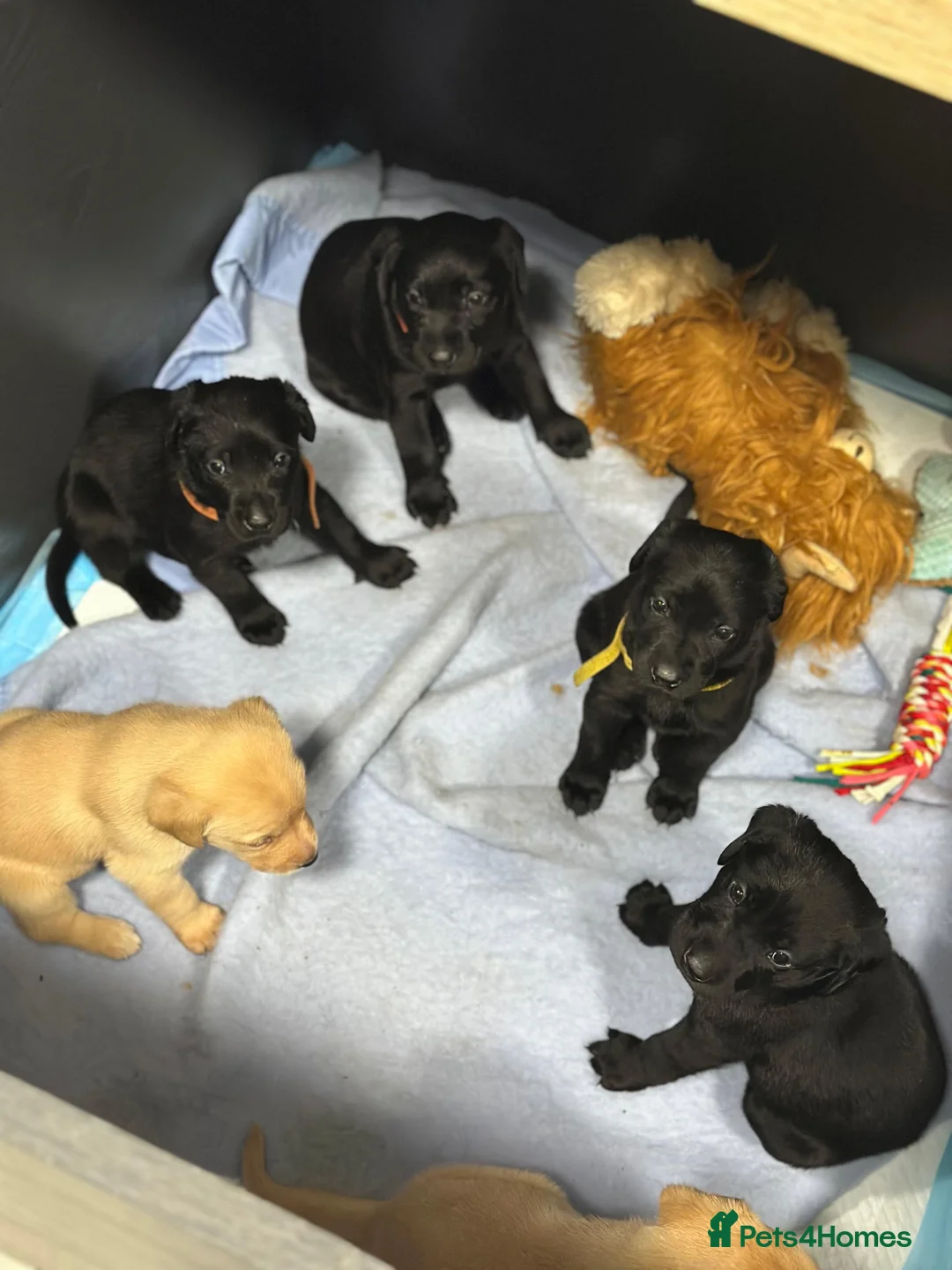 Labrador Retriever dogs for sale: Working Labrador Puppies in Leatherhead - Advert 1