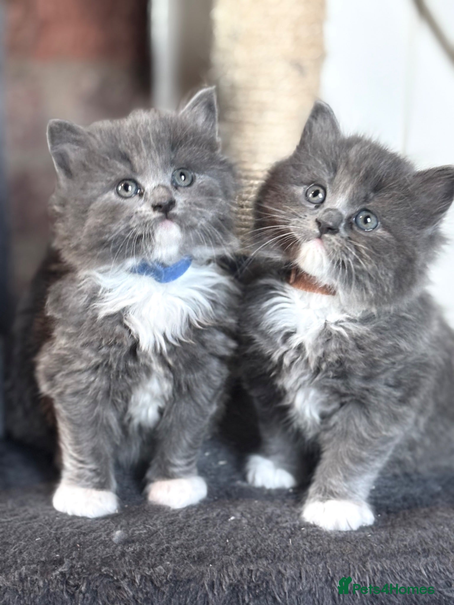 British Shorthair cats Ragdoll x British shorthair - Advert 1