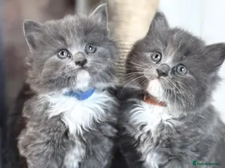 British Shorthair cats Ragdoll x British shorthair - Advert 1