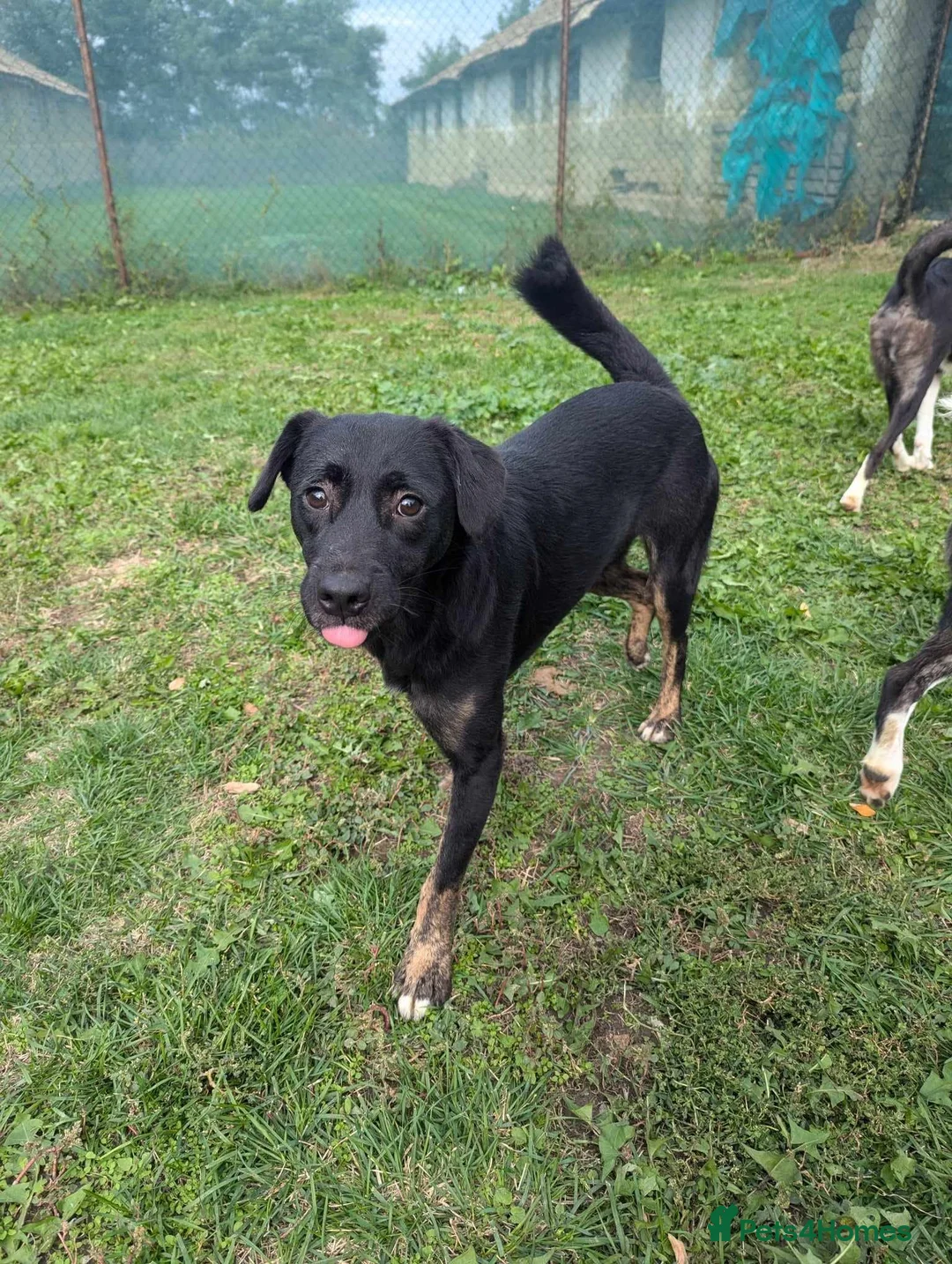 Mixed Breed dogs for adoption: Midnight for adoption - Advert 11