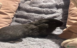 French Lop rabbits for sale: Pure bred French lop bunnies - Image 8