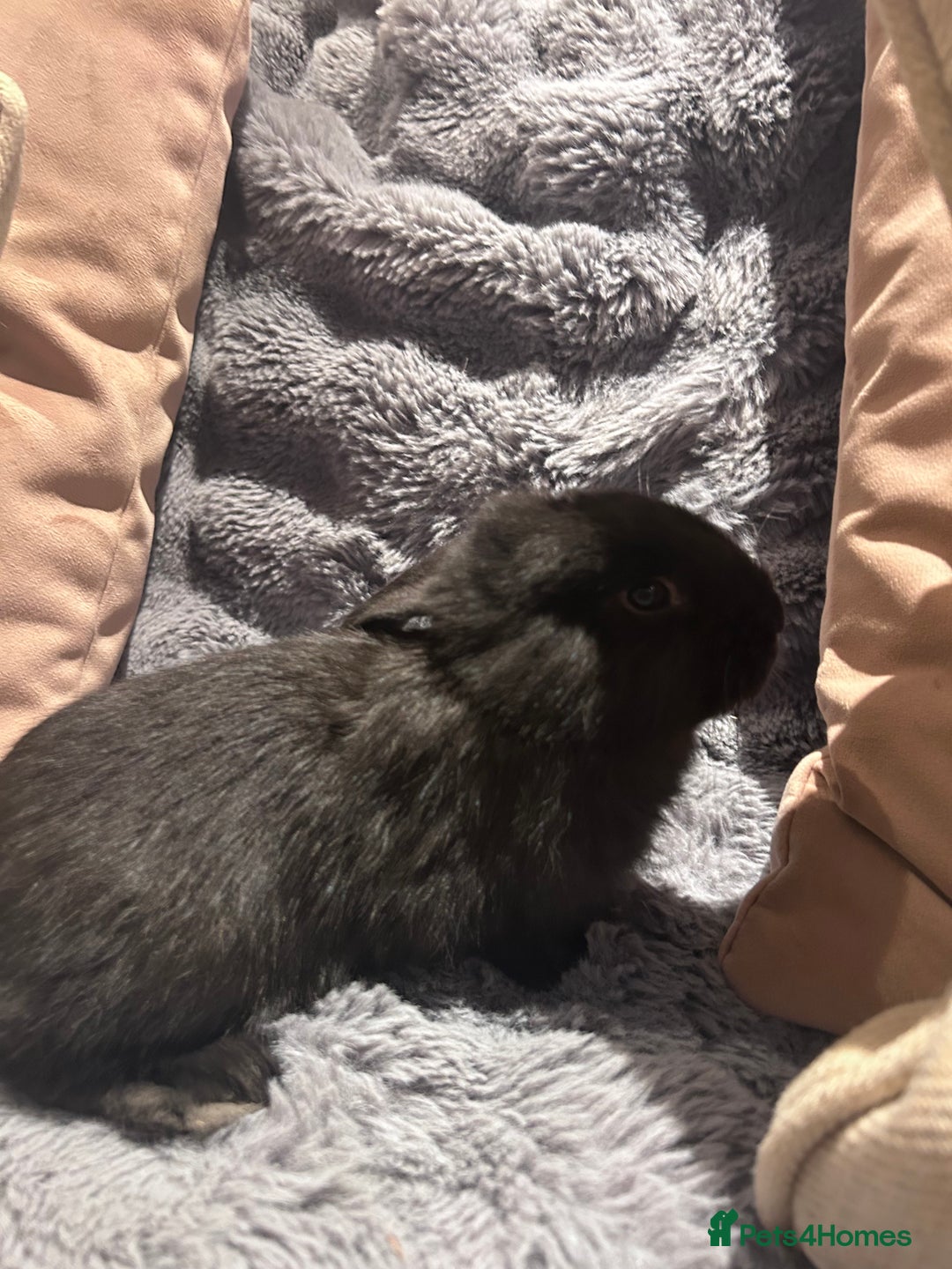 French Lop rabbits for sale: Pure bred French lop bunnies - Image 8