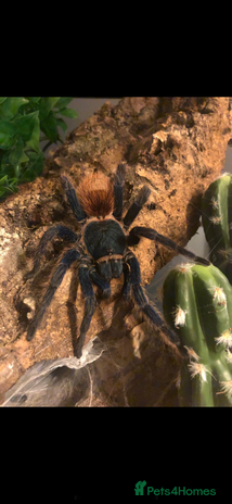 Tarantulas Invertebrates For Sale Pets4Homes tarantulas-invertebrates-for-sale-pets4homes