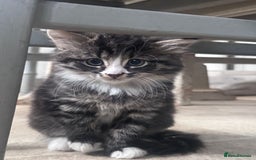 Mixed Breed cats for sale: 3 kittens looking for a new home  - Image 6