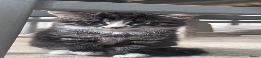 Mixed Breed Kitten 3